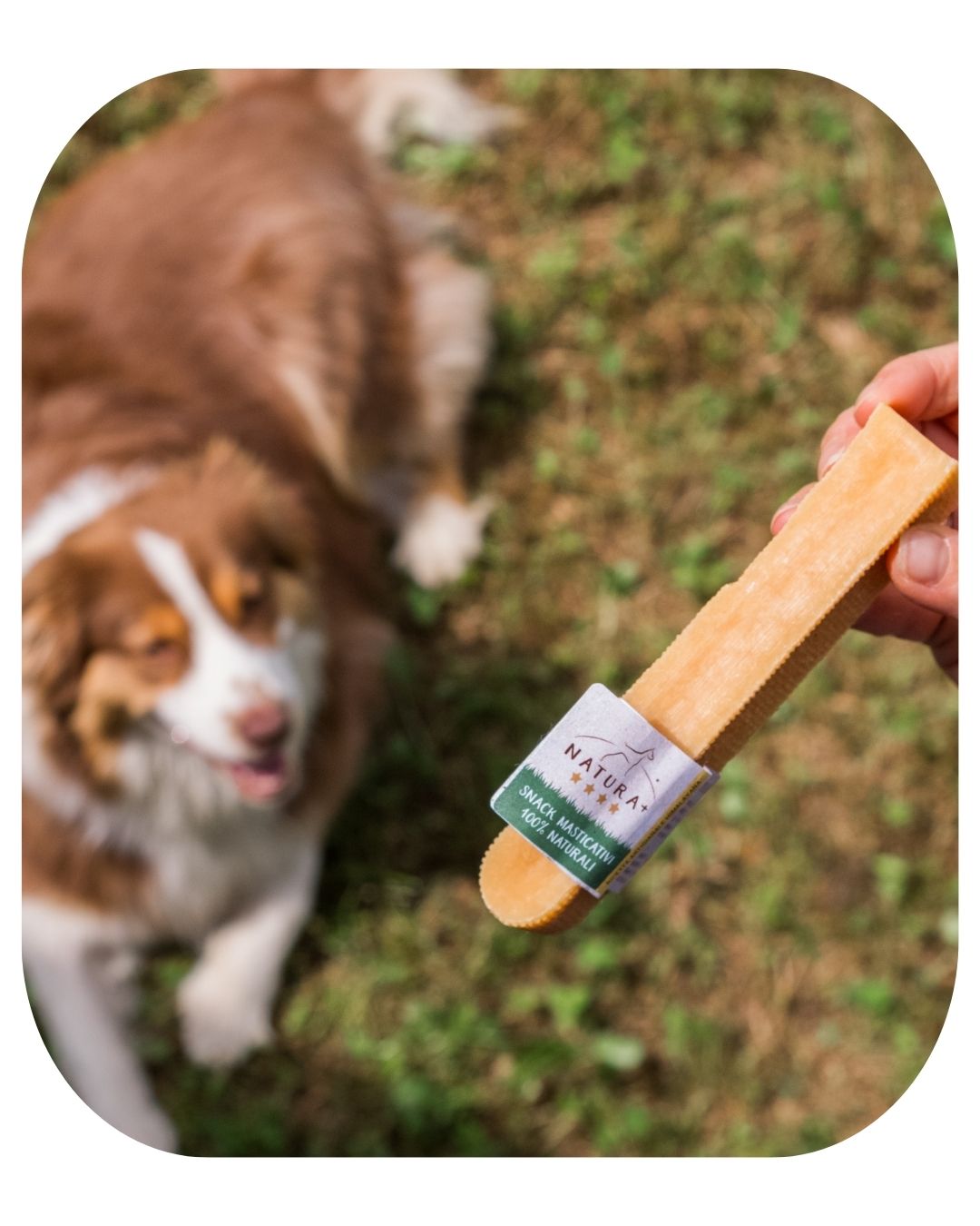 Dog Chews